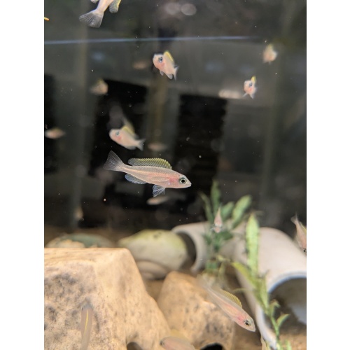 Neolamprologus Causopunctatus