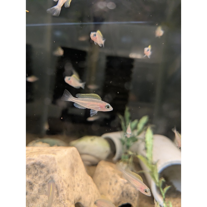 Neolamprologus Causopunctatus