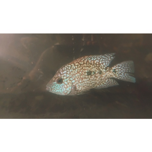 Escondido carpintis