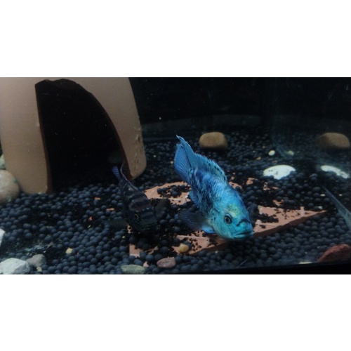 Blue gene Dempsey fry