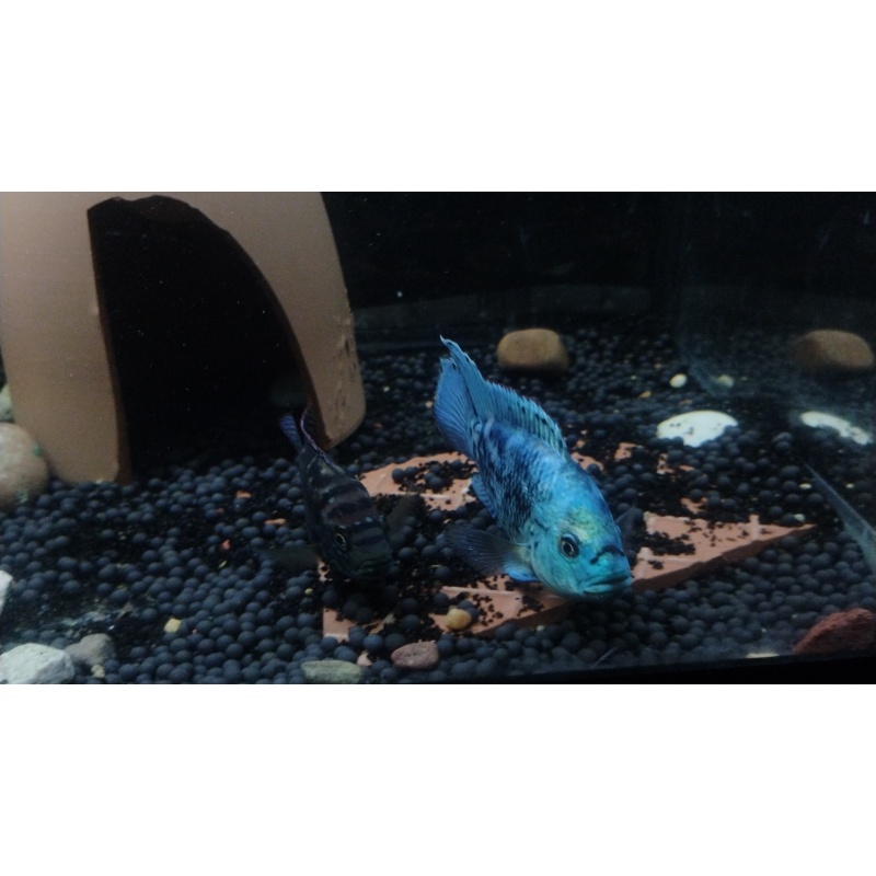 Blue gene Dempsey fry