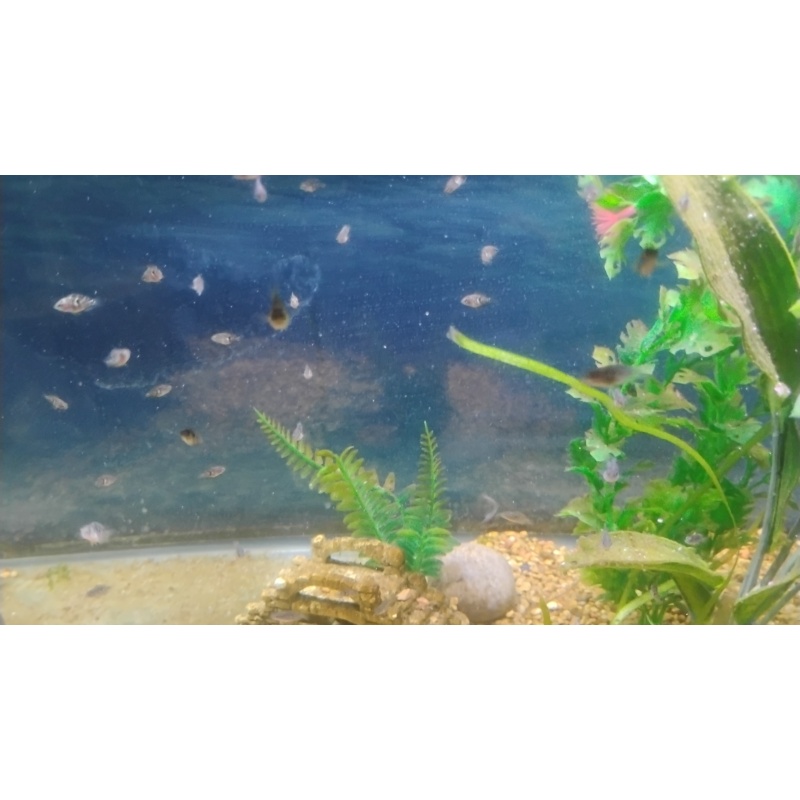 Blue gene Dempsey fry