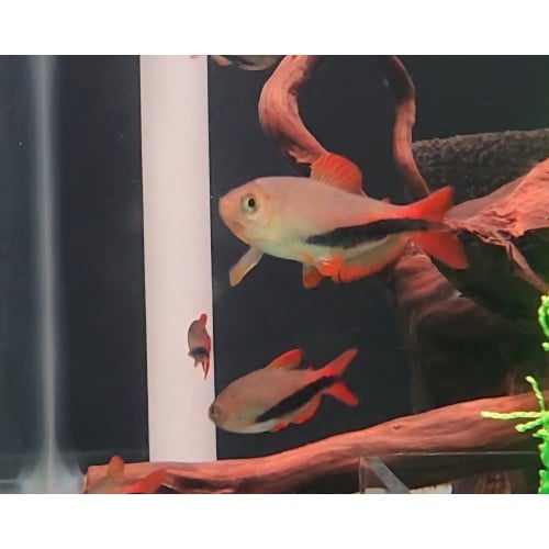 6 Inpaichthys luizae Black Arrow