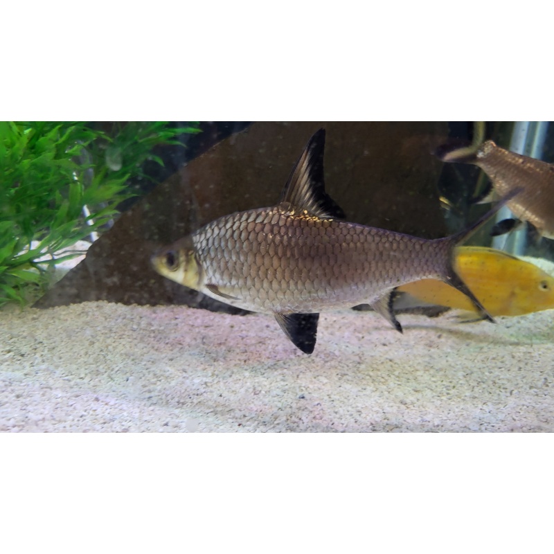Bala Shark 5-6"