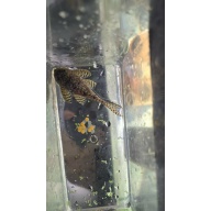 L236SY Adult Male