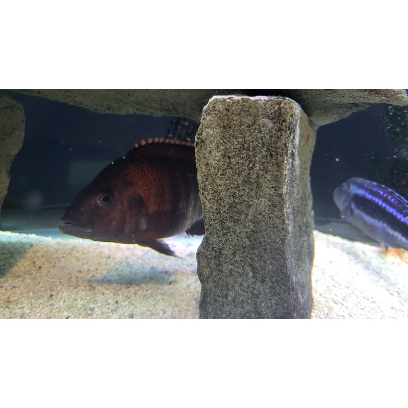 African Cichlids 4"-6"