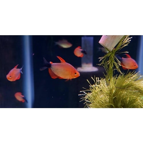 6 Hyphessobrycon peugeoti