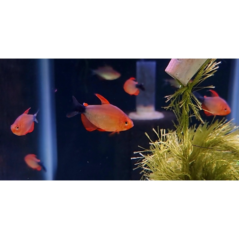 6 Hyphessobrycon peugeoti