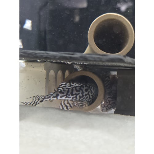 L236SW Adult Male