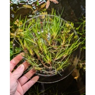 Juncus Repens x10