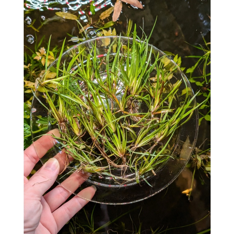 Juncus Repens x10