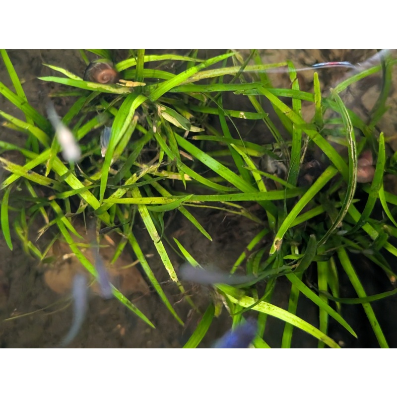 Juncus Repens x10