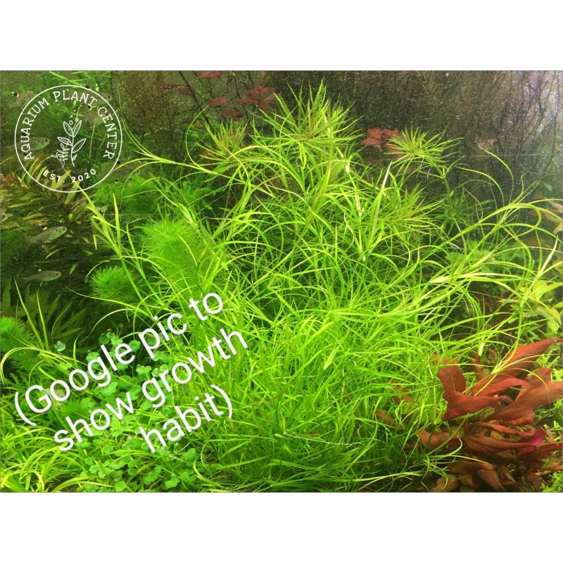 Juncus Repens x10