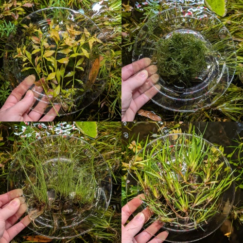 Low Tech Bundle 20 Plants