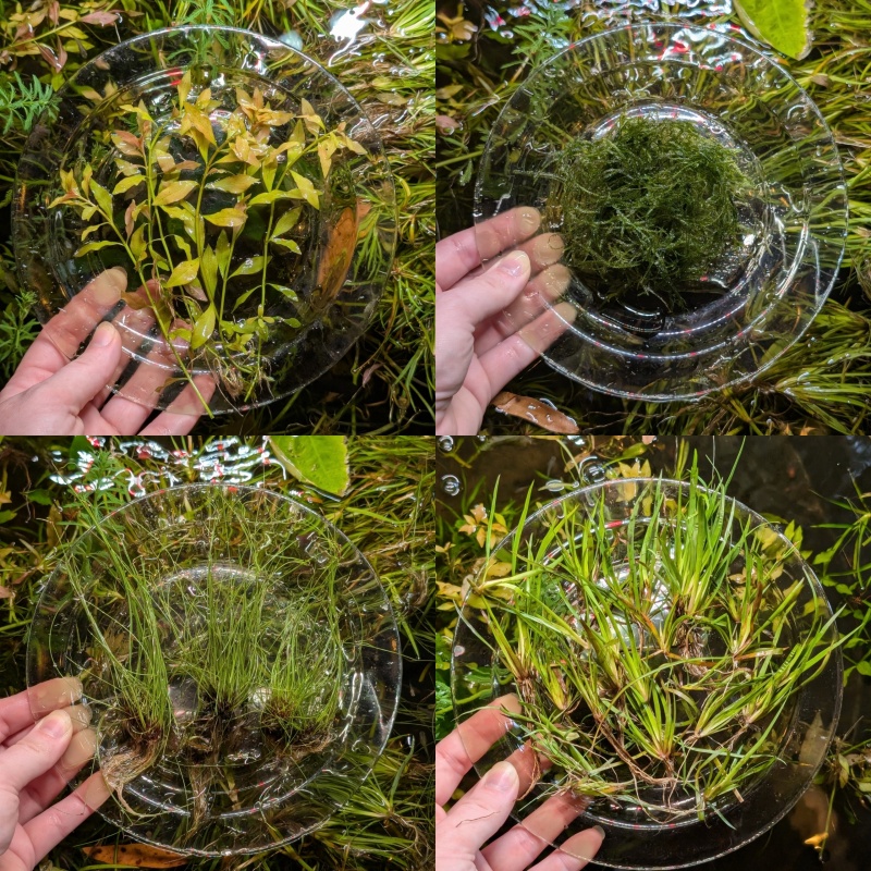 Low Tech Bundle 20 Plants