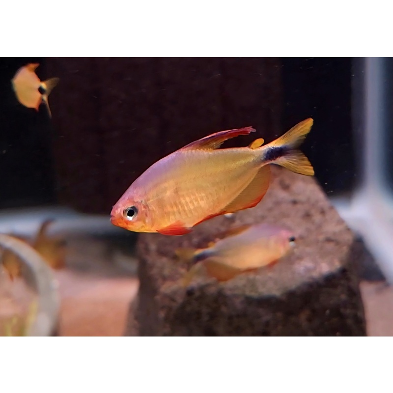 7 Hyphessobrycon procyon