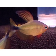 7 Hyphessobrycon procyon