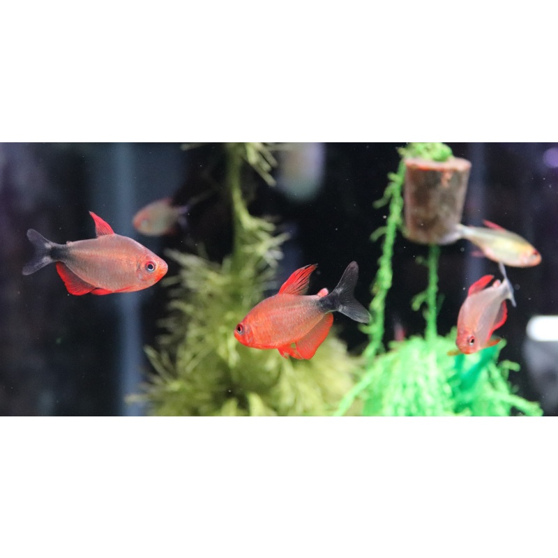 6 Hyphessobrycon peugeoti