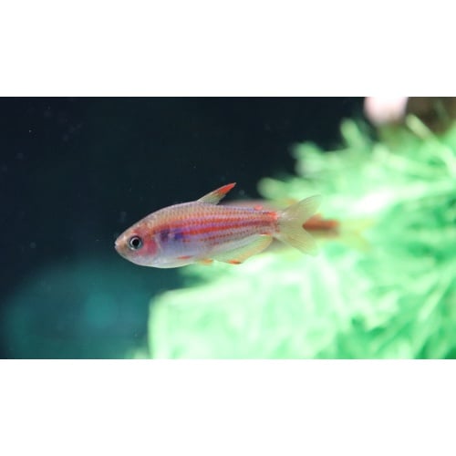 6 Inpaichthys parauapiranga