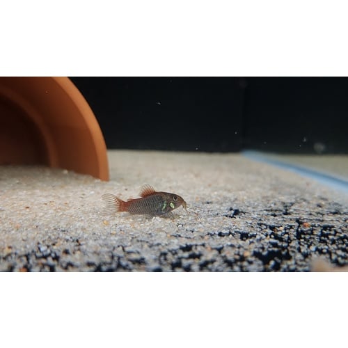 6 Osteogaster hephaestus Fireball Cory