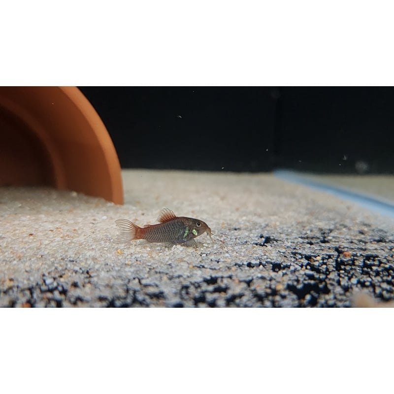 6 Osteogaster hephaestus Fireball Cory