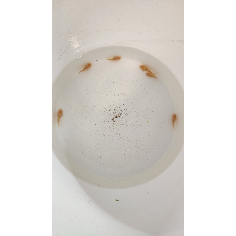6 Albino Synodontis petricola