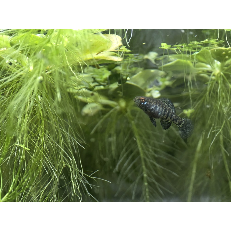 Group of 4 Elassoma zonatum (F1s, unsexed), "banded pygmy sunfish"