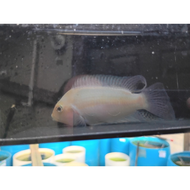 Proven breeding pair pink convict cichlids!