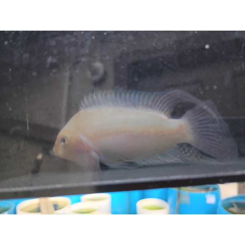 Proven breeding pair pink convict cichlids!