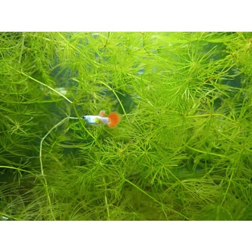 Platinum red tail guppy trios!