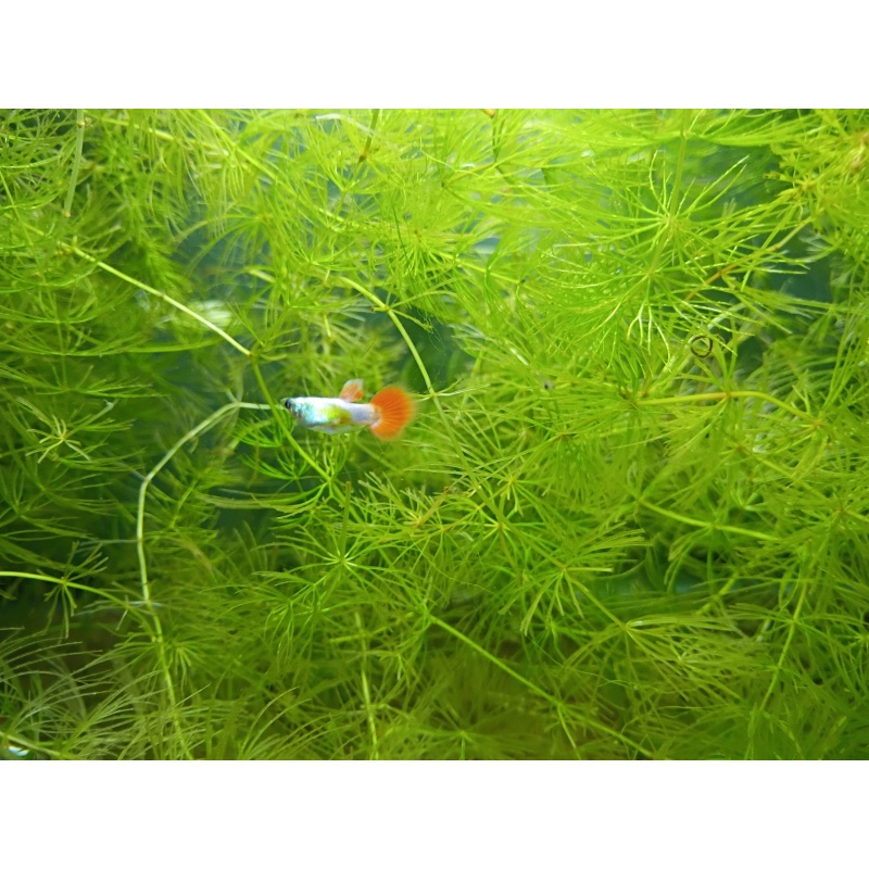 Platinum red tail guppy trios!
