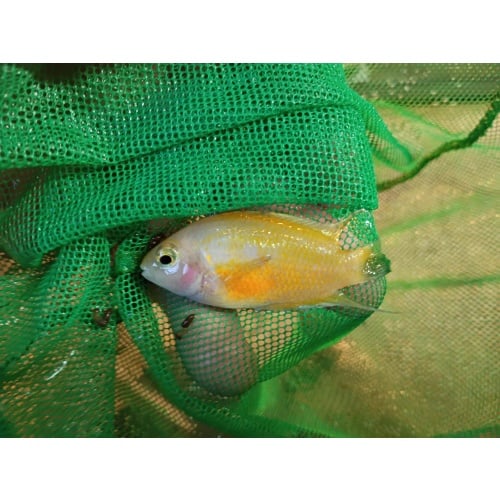 Proven breeding pair pink convict cichlids!