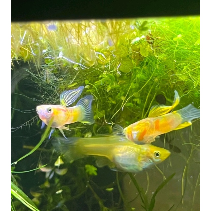 Blonde Vienna lowersword guppy trio!