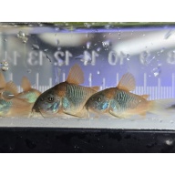Group of 6+2 Osteogaster venezuelanus, "orange venuzealan corydoras"