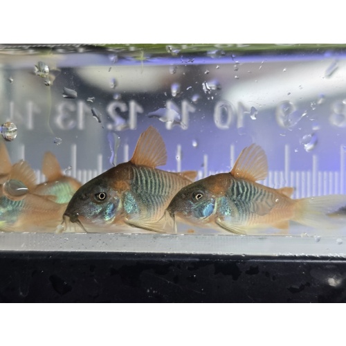 Group of 6+2 Osteogaster venezuelanus, "orange venuzealan corydoras"