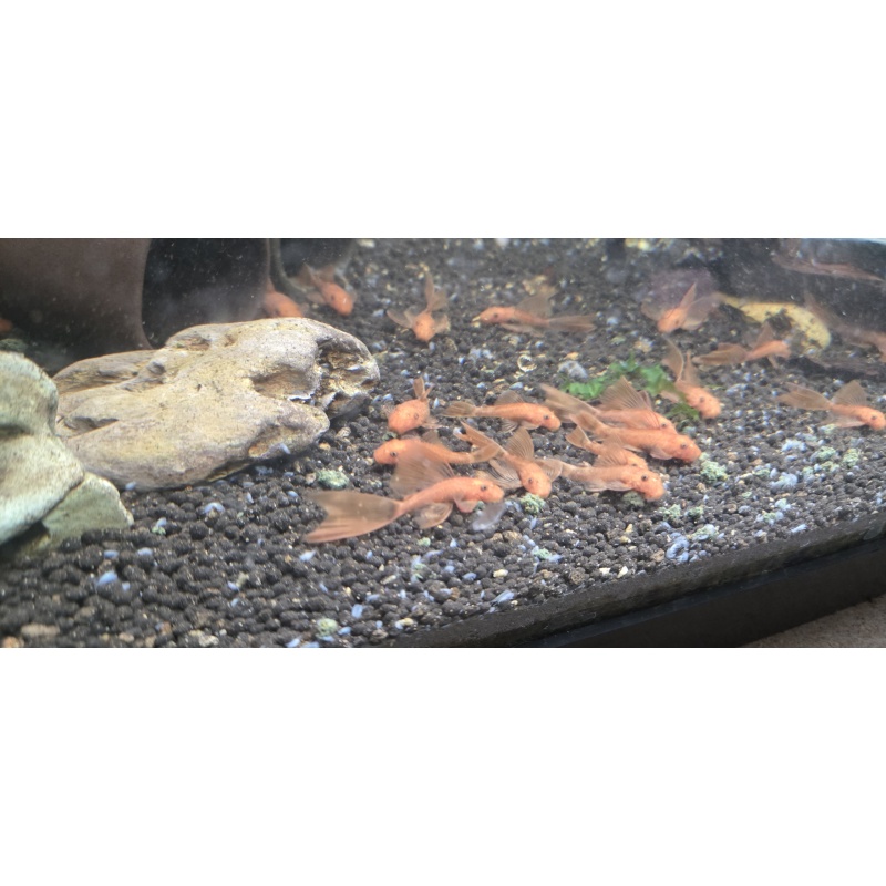 Longfin Super Red Bristlenose Pleco(s)