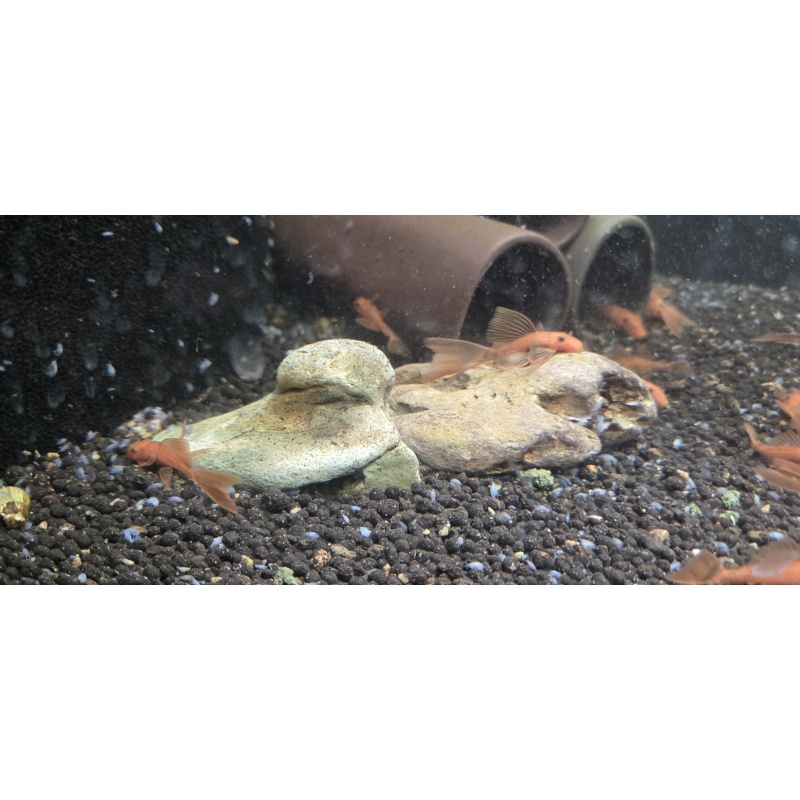Longfin Super Red Bristlenose Pleco(s)