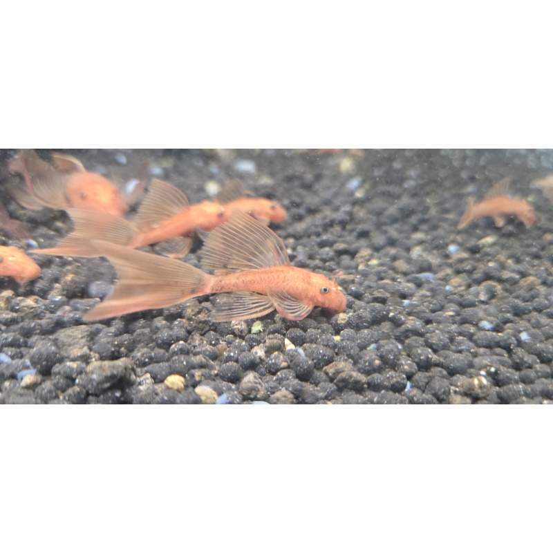 Longfin Super Red Bristlenose Pleco(s)
