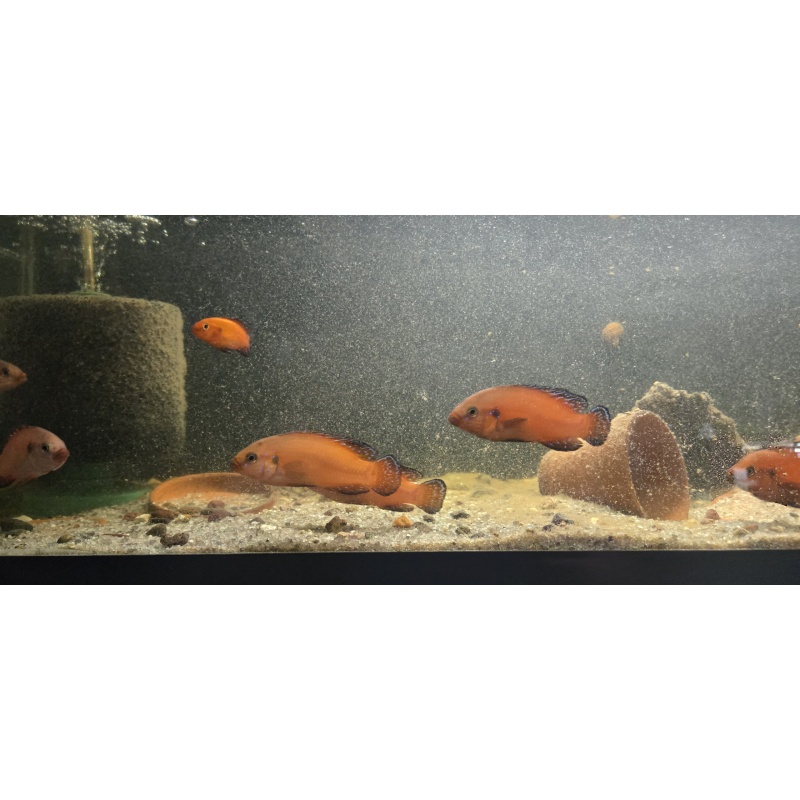 Turkana Jewel Cichlid - Hemichromis exsul