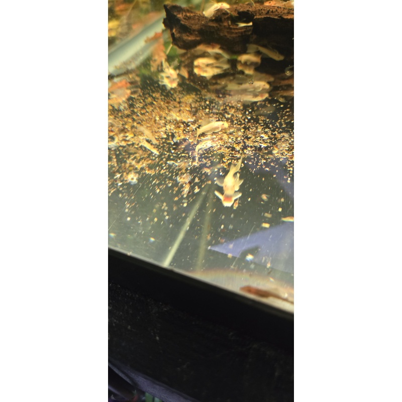 Blue Eye Longfin Bristlenose Pleco