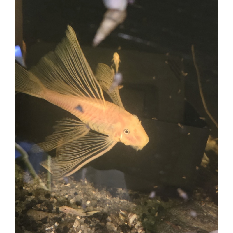 Blue Eye Longfin Bristlenose Pleco