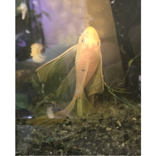 Blue Eye Longfin Bristlenose Pleco