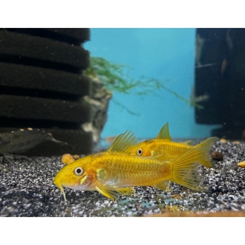 Gold Laser Cory CW010