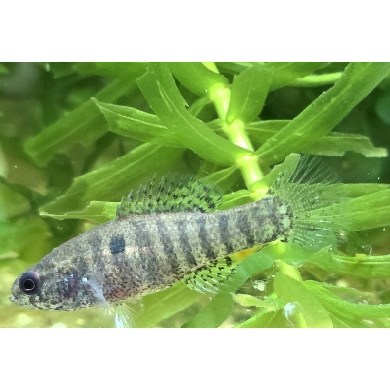 Group of 4 Elassoma zonatum (F1s, unsexed), "banded pygmy sunfish"