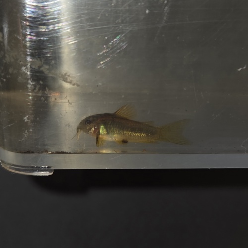 6 orange laser corys
