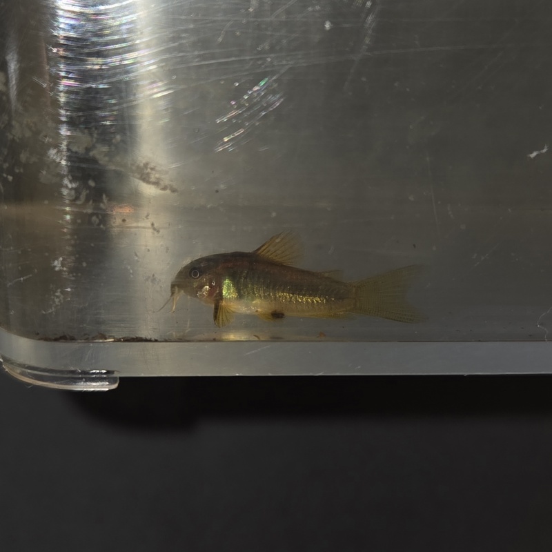 6 orange laser corys