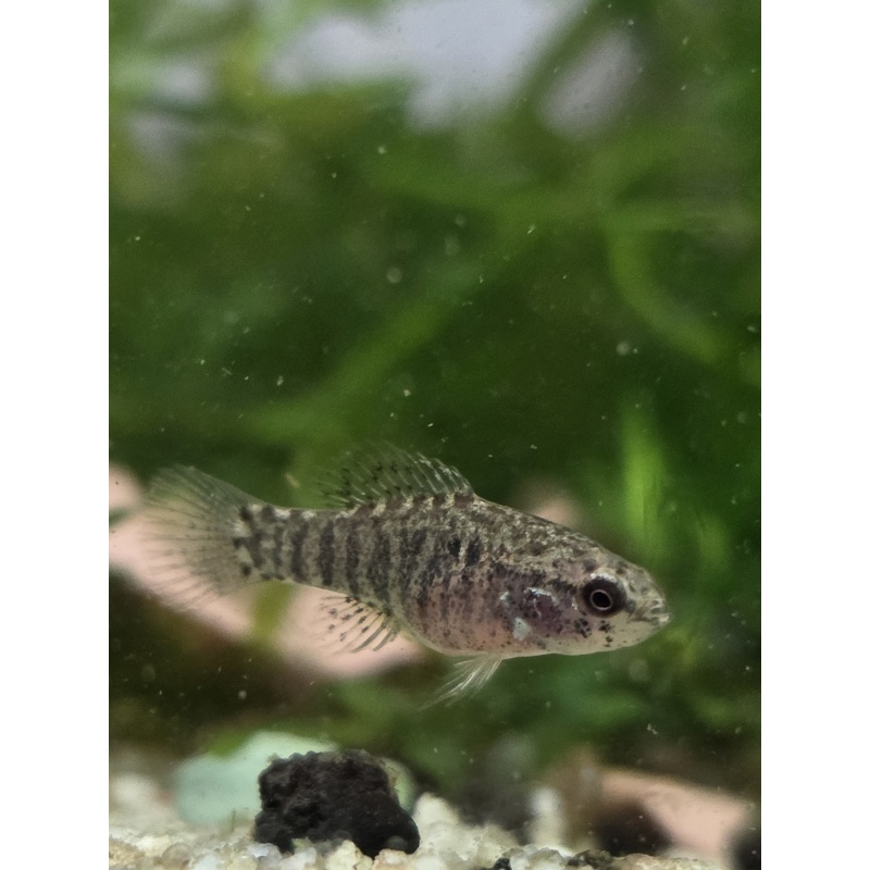 Group of 4 Elassoma zonatum (F1s, unsexed), "banded pygmy sunfish"