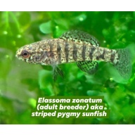 Group of 4 Elassoma zonatum (F1s, unsexed), "banded pygmy sunfish"