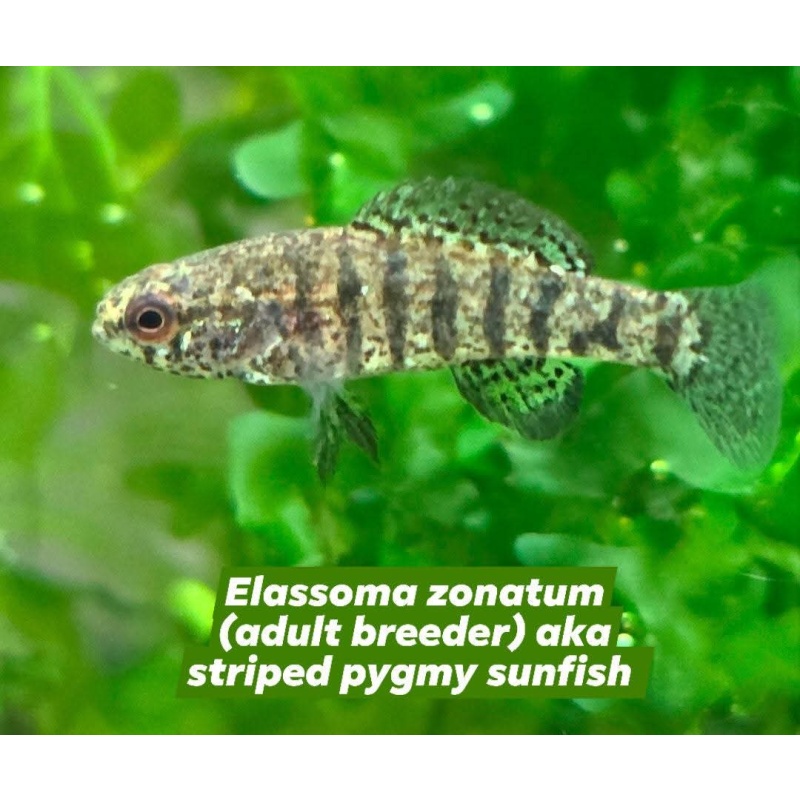 Group of 4 Elassoma zonatum (F1s, unsexed), "banded pygmy sunfish"