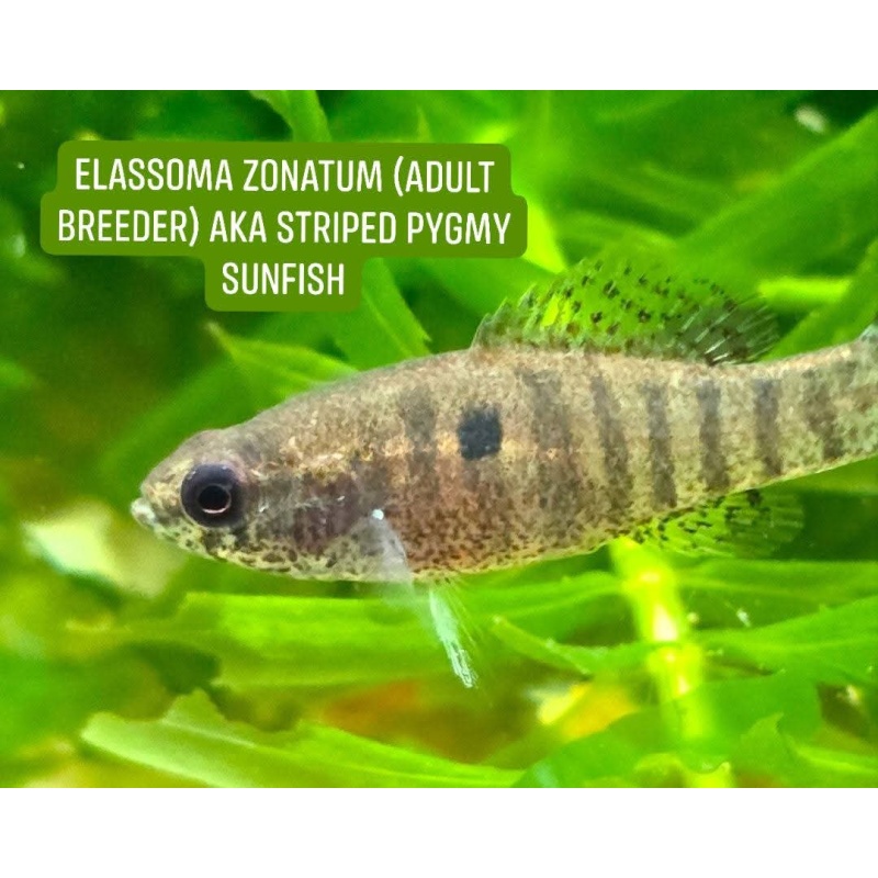 Group of 4 Elassoma zonatum (F1s, unsexed), "banded pygmy sunfish"
